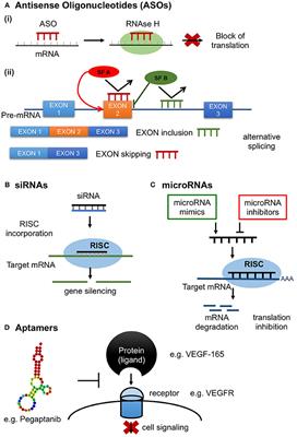 RNA Therapeutics in Cardiovascular Precision Medicine